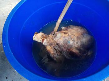 Usai Bantai Beruang, Tersangka Olah Daging Menjadi Rendang