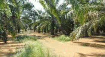 Duh! Sungai Bangko Mampet, 5000-an Hektar Lahan Warga Terlantar
