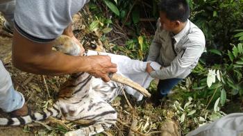 Harimau Sumatera terbunuh terjerat Tali di Kuansing