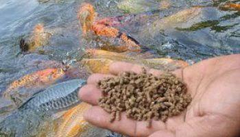 Kadis Pertanian dan Perikanan Pekanbaru klaim, 60 persen warga konsumsi ikan lokal