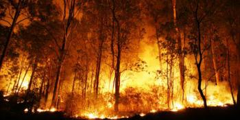 Kebakaran hutan mengancam kesehatan dan lalu lintas di Riau