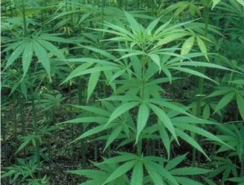 Polisi Ringkus 10 Pokok Ganja di Pekarangan Warga Ukui