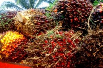 Petani Bagan Keluhkan Produksi Panen Sawit Anjlok