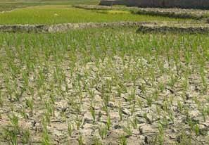 Wah! Ratusan Hektar Sawah di Kampar Terancam Gagal Panen