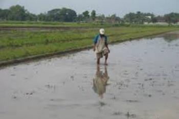 Tak Jelas, Petani Riau tak mau lagi bertani