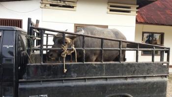 Gara-gara Maling Kerbau, Pria di Kuansing Bonyok Dihajar Ratusan Warga