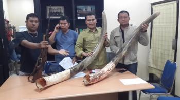 Pembunuh dan pencuri gading gajah ditangkap Polda Riau