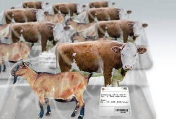 Antisipasi penyakit, Disperkan Pekanbaru bentuk tim pemeriksaan hewan Qurban
