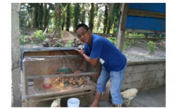 Beternak Ayam dan Bebek Solusi Ekonomi di Saat Pandemi