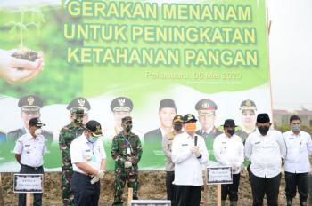 Wabah Corona, Gubri Minta Perusahaan Di Riau Tanam Ubi, Jagung dan Padi