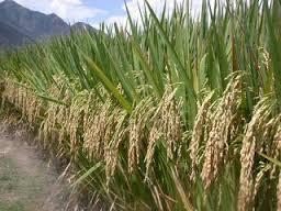 Belasan Hektar Sawah Petani Gagal Panen, Dinas TPH Rohul Usulkan Penggantian Bibit ke Pemprov