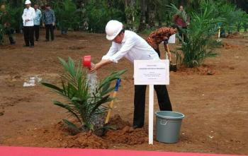 Seperti Petral, Jokowi diminta berani bubarkan Perantara Buah Sawit