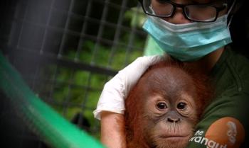 Wah! Ada Orangutan masuki kampung warga di Inhu