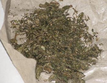 Alamak ! Pria Ini Sembunyikan Ganja di Kandang Anjing