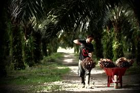 Inkrah di Perdata, laporan kasus Alih Fungsi Hutan 3 tahun mengendap di Polres Kampar