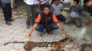 Polda Riau Tangkap Sindikat Penjual Organ Harimau