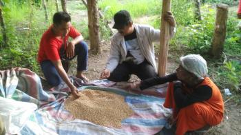Tumbuh Kerdil ! Bibit Kedelai bantuan APBN diduga Palsu