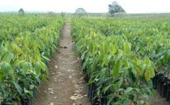 Kebun Rakyat di Rohil makin tua, Investor tawarkan solusi