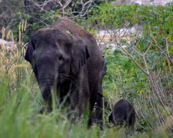 Seruni, Si Gajah Liar Melahirkan di Balai Raja