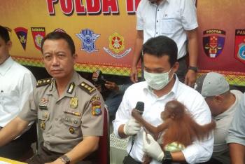 Selundupkan orang utan, PNS asal Aceh ditangkap Polda Riau