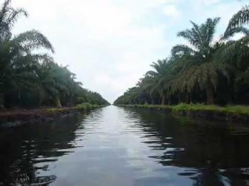 Duh! Adei Plantation Ternyata Juga Nekat Pindahkan Aliran Sungai di Pelalawan