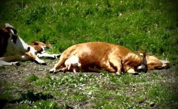 Diduga terserang virus, banyak Sapi di Kuansing bermatian