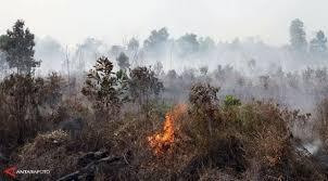 Status Siaga Karhutla, BPBD Rohul Siapkan Posko Induk yang Standby 24 Jam/Hari