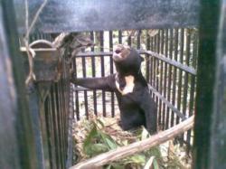 Sepasang Beruang di Pelalawan masuk perangkap di kebun sawit