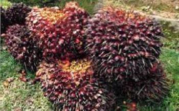 Produksi naik, harga TBS Sawit malah turun Rp40 per Kg