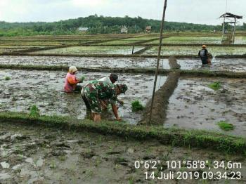 Kala TNI Menanam Padi Bersama Masyarakat di Pelalawan