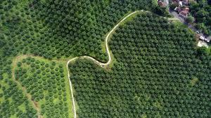 Akhirnya, Jokowi perintahkan Pemda evaluasi Izin kebun Kelapa Sawit