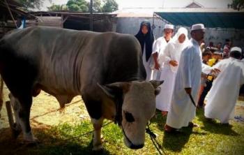 Sapi Qurban dari anggota DPRD Pekanbaru ini diklaim terbesar se-Sumatera