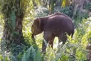 Karhutla di Riau, Kelompok Gajah Sumatera Masuk Ke Kebun Warga