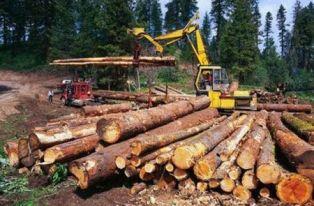 5 Perambah Hutan Cagar Biosfer Giam Siak Kecil di Bengkalis, Diciduk