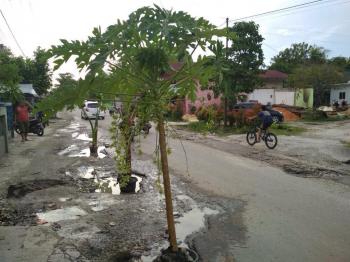 Warga Pekanbaru Ini Tanam Pepaya Di Jalan, Ini Alasannya