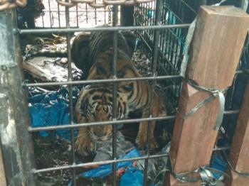 Seekor Harimau Sumatera Ditangkap di Kawasan Perkebunan Sawit Inhil