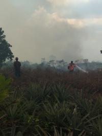 Karhutla di Rohil Terus Meluas Hingga Ke Dumai