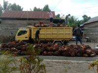 Harga TBS di Riau Naik Pekan Ini