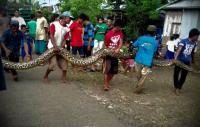 Bunuh warga Inhu, Ular Python sepanjang 6 meter diamankan