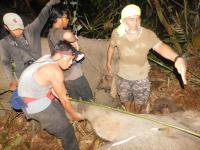 Terjadi Lagi, Gajah Liar Terjerat Nilon di Riau