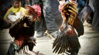 Sempat ditahan, Polisi lepaskan 9 orang saat gerebek sabung ayam di Bengkalis, tersangka malah DPO