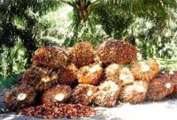 Harga TBS Kelapa Sawit Pekan ini turun lagi Rp70,20 per kg