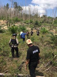 Waduh! Ternyata Ada Ladang Ganja Siap Panen di Rumbai Pesisir