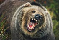 Tragis! Diserang Beruang, istri tewas, suami kritis