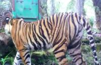 Harimau Bonita Belum Dapat Dievakuasi Pasca Ditembak Bius