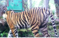 Warga Ancam Bunuh Harimau Sumatera Di Inhil 