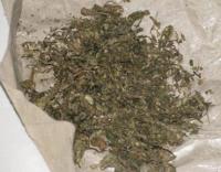 Polsek Ujung Batu Amankan IRT Miliki Narkoba Jenis Daun Ganja Kering 1 Kg