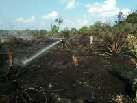 10 Hektare Lahan Gambut Di Perbatasan TNTN Terbakar
