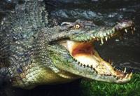 Lagi, buaya liar serang warga di Kuansing