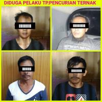 Spesialis maling ternak sapi di dua kabupaten Riau, dibekuk polisi